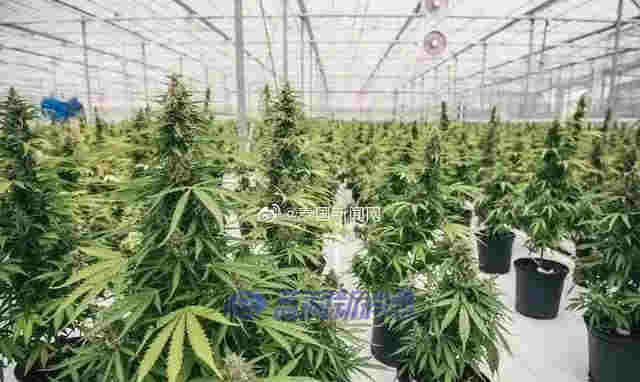 泰国专家称：到2025年，大麻可为泰国制药业创造80亿泰铢的收入 