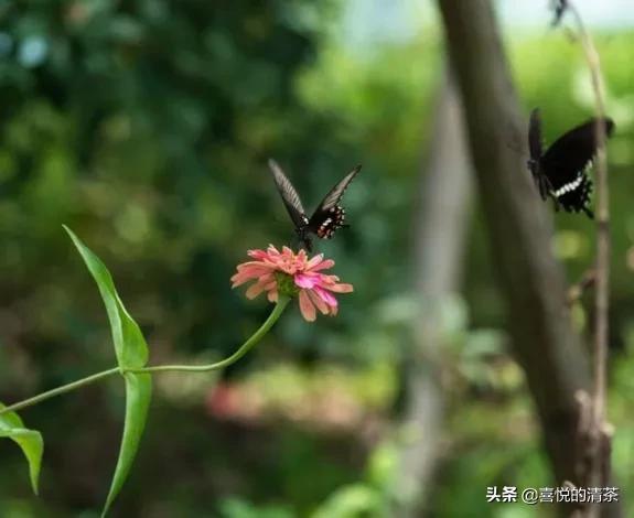 能量电子烟有什么害？维他命能量棒电子烟